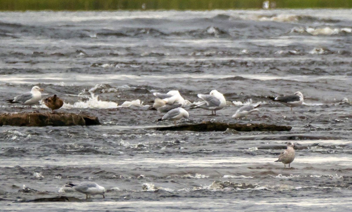 Lesser Black-backed Gull - ML363025401