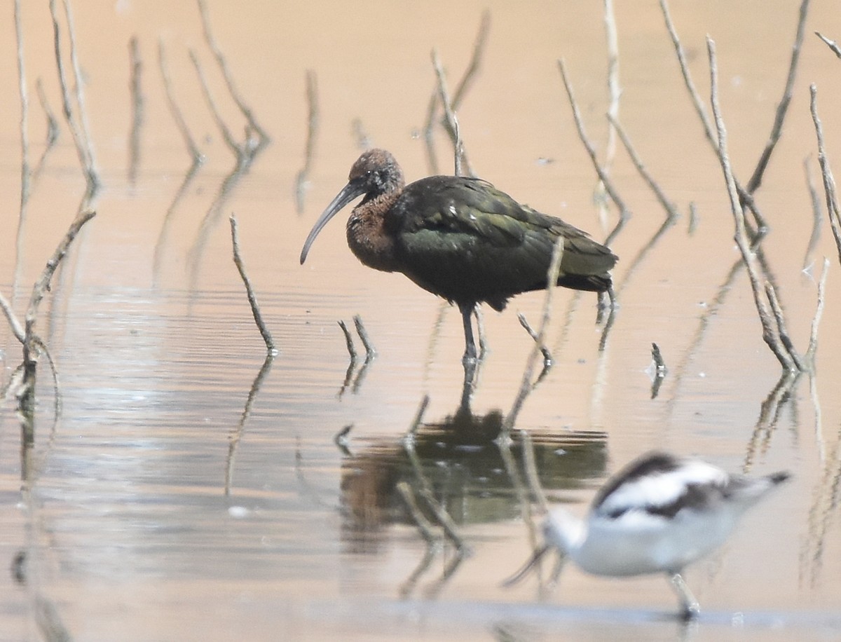 Glossy/White-faced Ibis - Christopher Lindsey