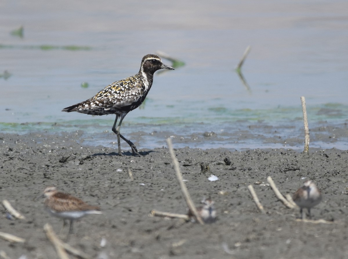 Pacific Golden-Plover - Christopher Lindsey