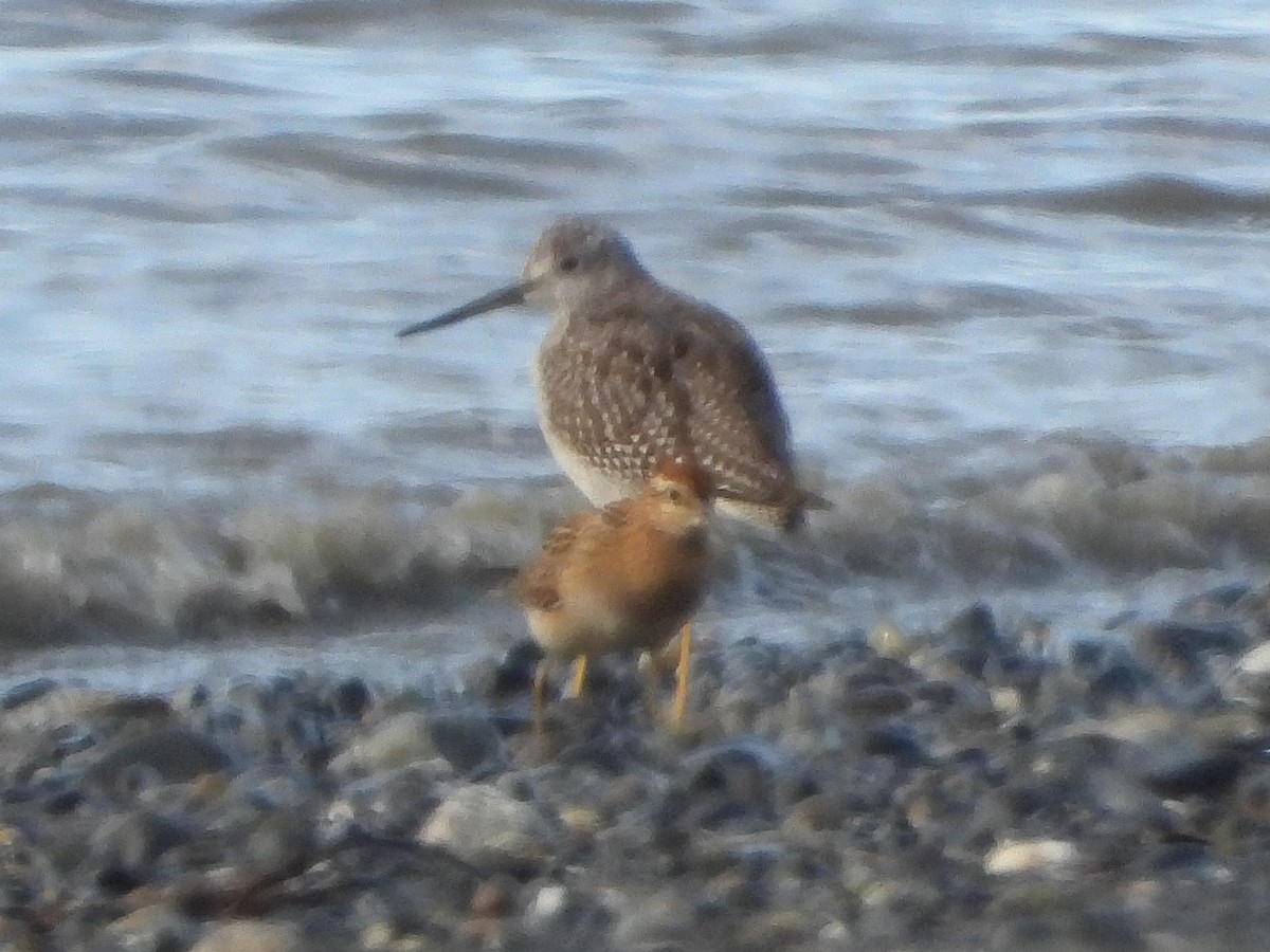 Sharp-tailed Sandpiper - Emily Grossman