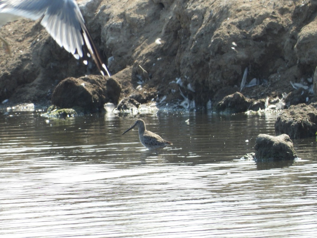 Long-billed Dowitcher - ML363029991