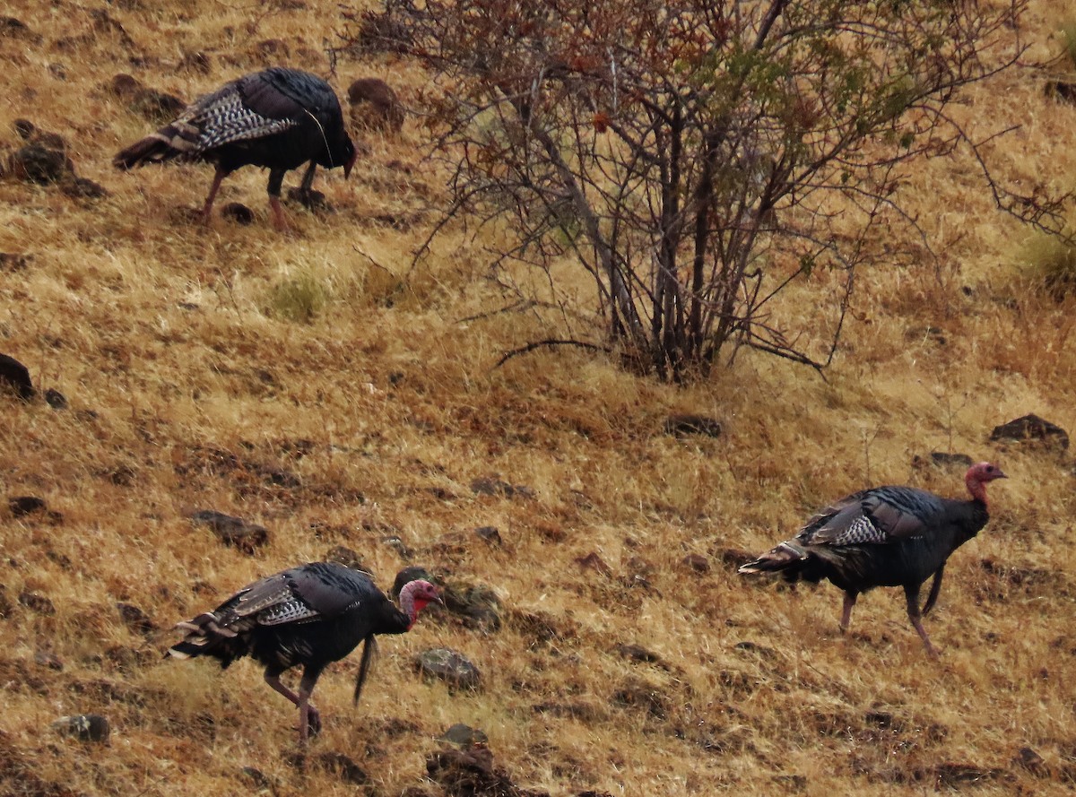 Wild Turkey - Craig Johnson