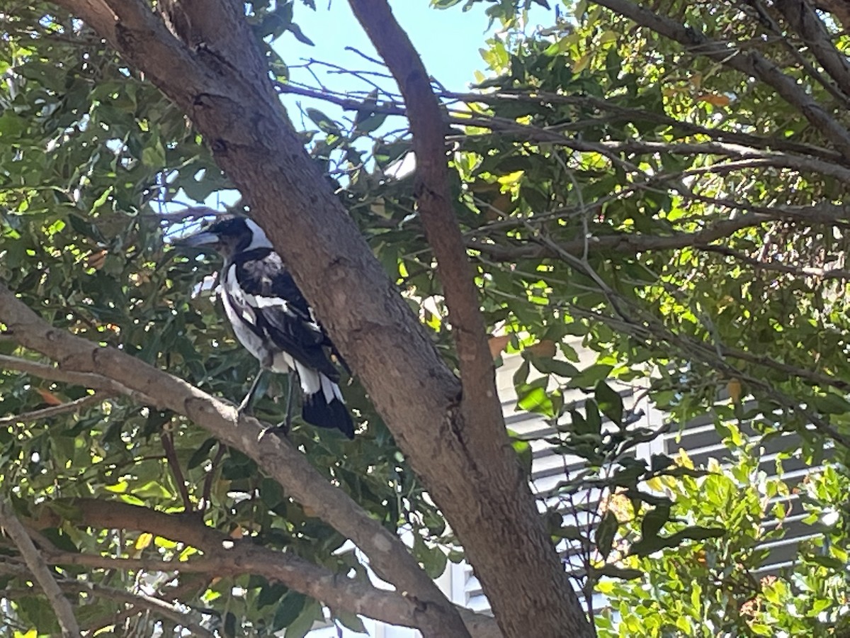 Australian Magpie - ML363030461