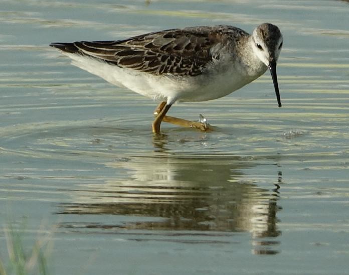 Wilson's Phalarope - ML363030611