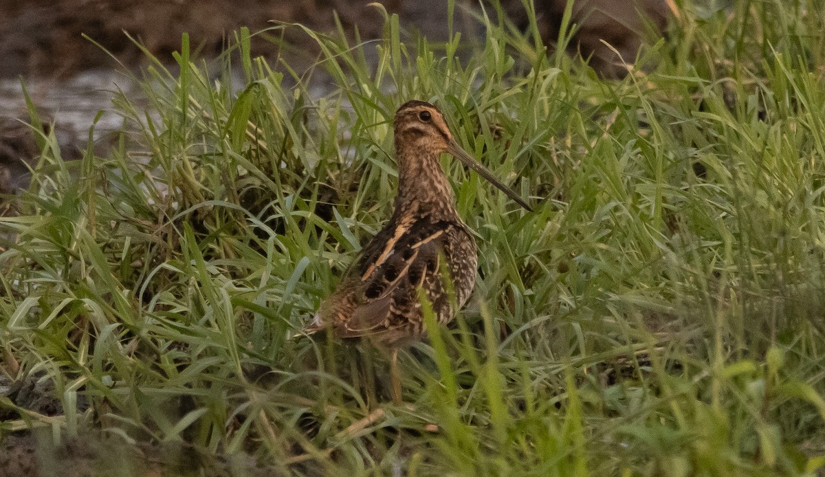 Wilson's Snipe - ML363032371