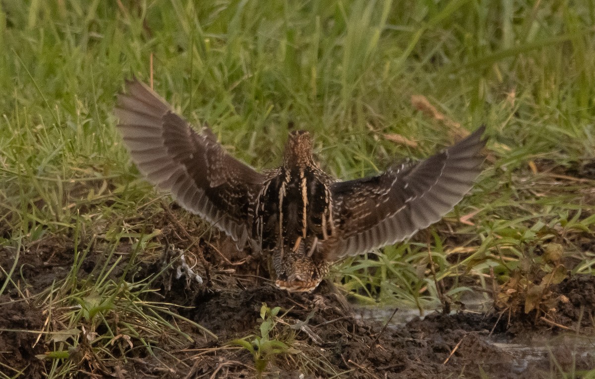 Wilson's Snipe - ML363032381