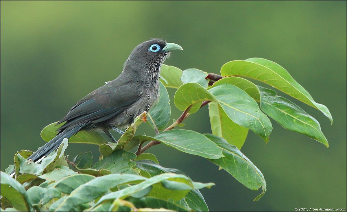 Blue-faced Malkoha - Albin Jacob