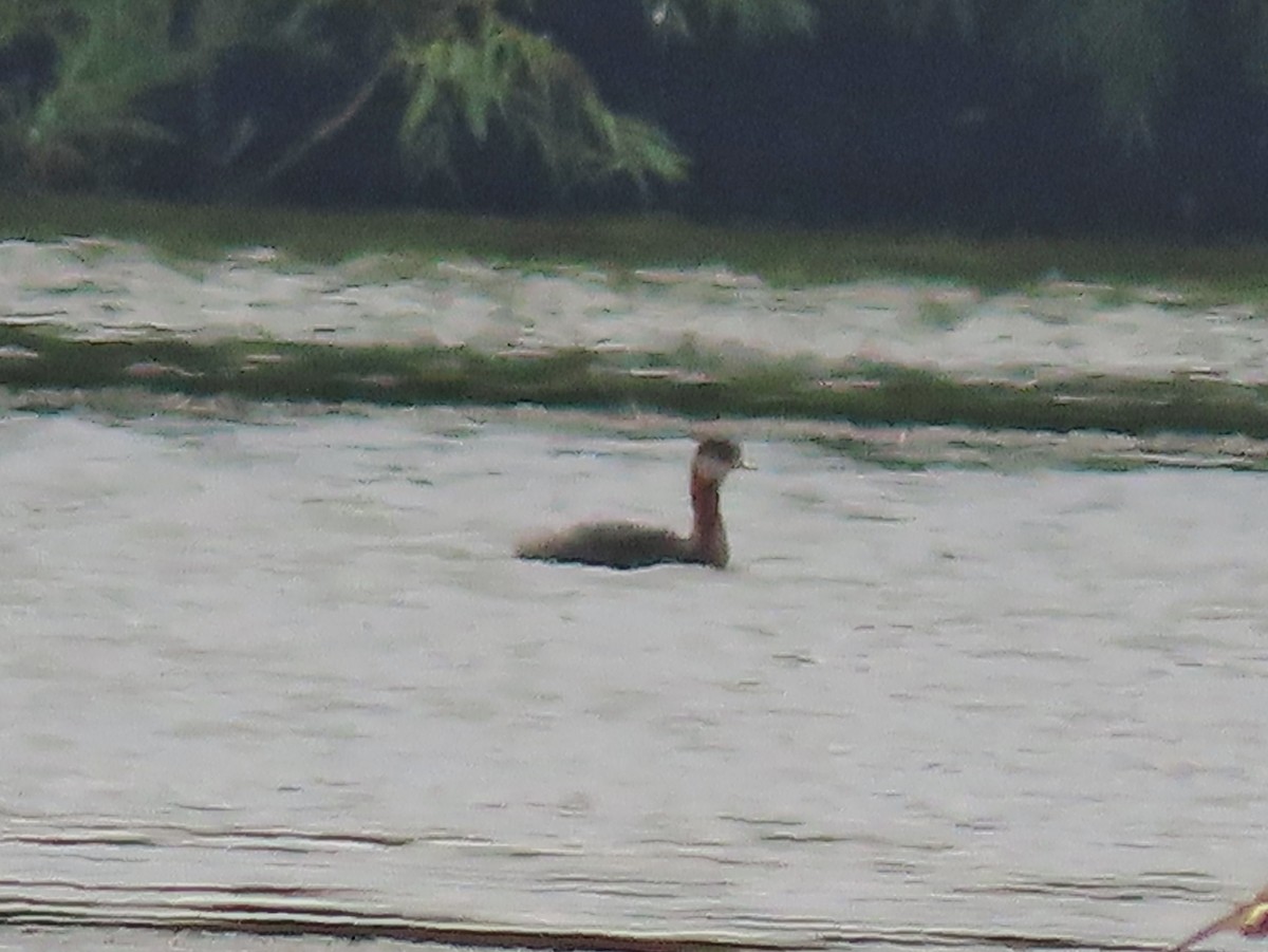 Red-necked Grebe - ML363033271