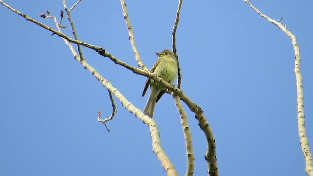 Western Flycatcher (Cordilleran) - ML363035921