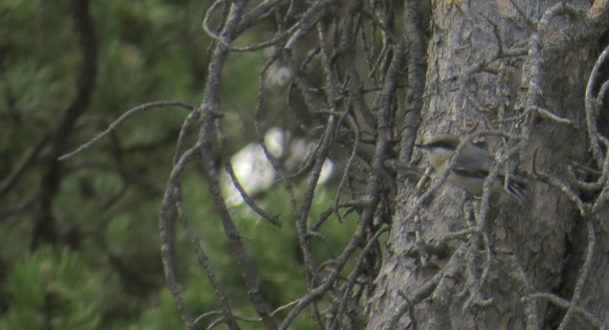 Pygmy Nuthatch - ML363035981