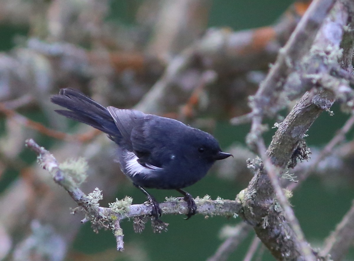 White-sided Flowerpiercer - Rohan van Twest