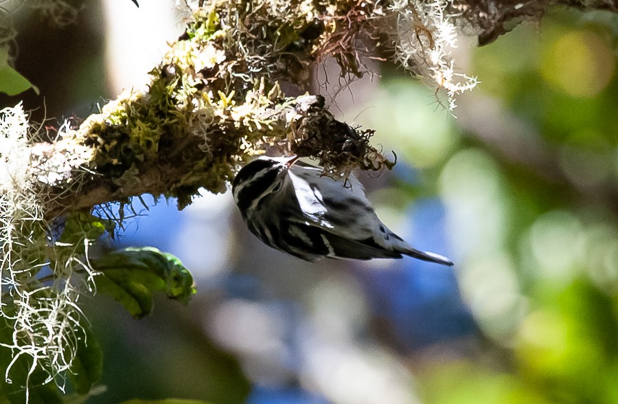 Black-and-white Warbler - ML363038061