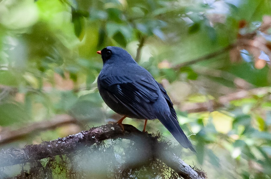 Black-faced Solitaire - Chris Jones