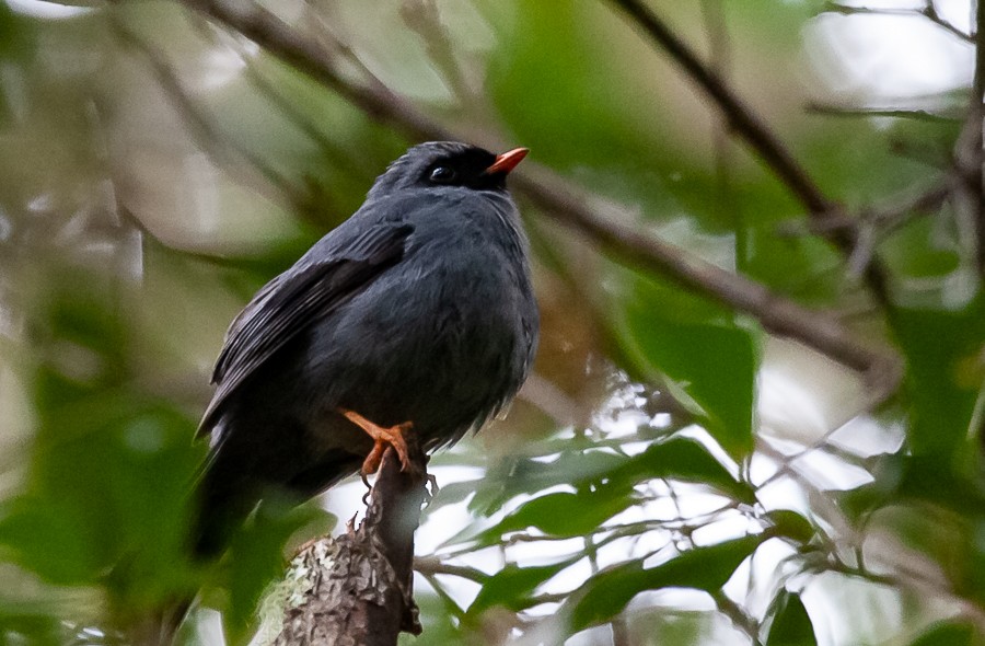 Black-faced Solitaire - Chris Jones