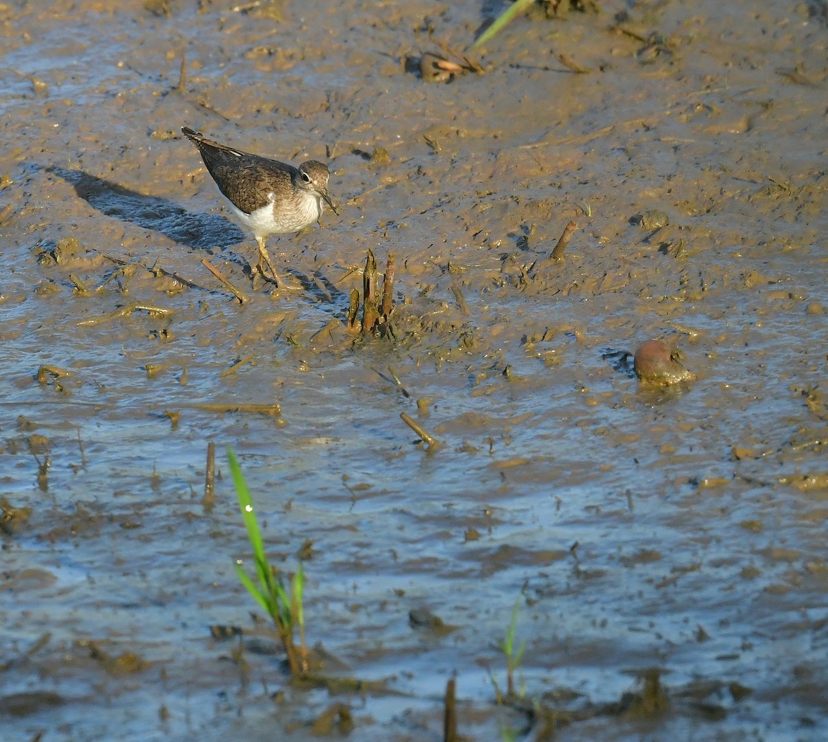 Common Sandpiper - paul griffin