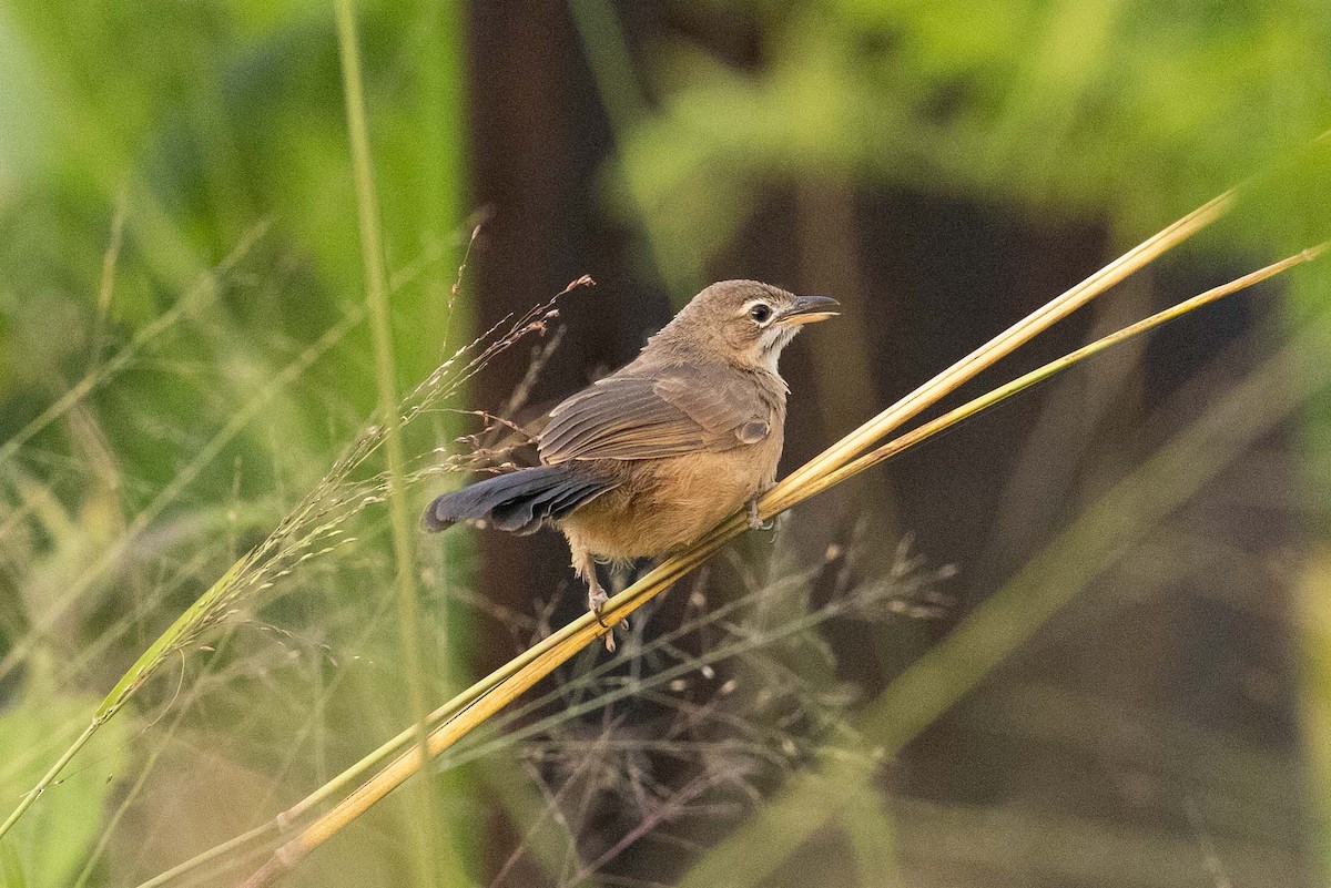 Moustached Grass-Warbler - Eric VanderWerf