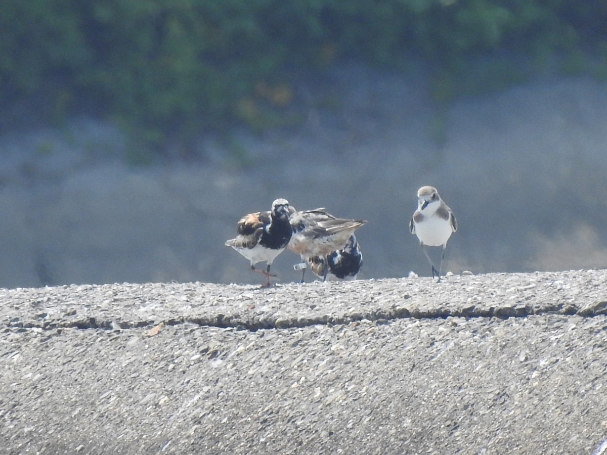 Red Knot - ML363039431