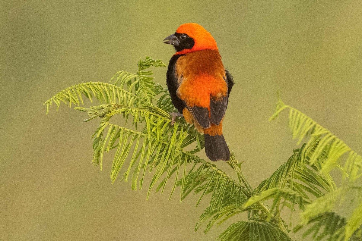 Black-winged Bishop - Eric VanderWerf