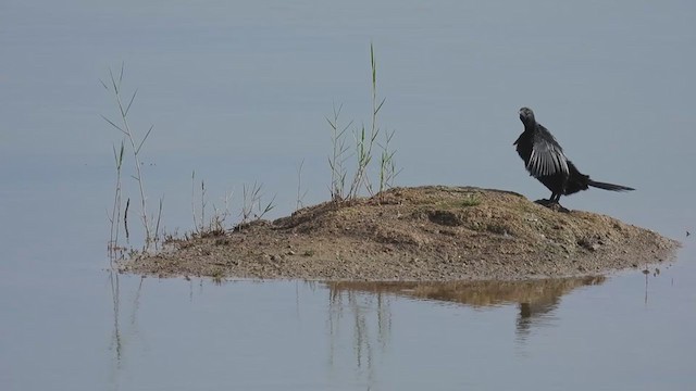 Little Cormorant - ML363040021