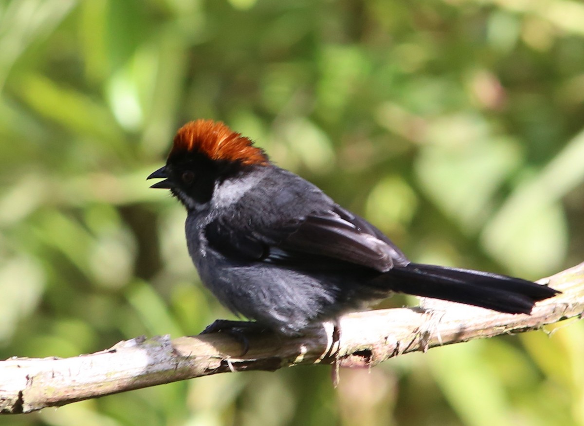 Slaty Brushfinch - ML36304101