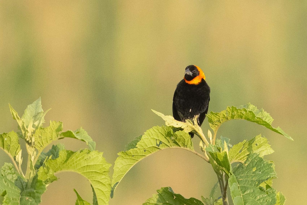 Black Bishop - Eric VanderWerf