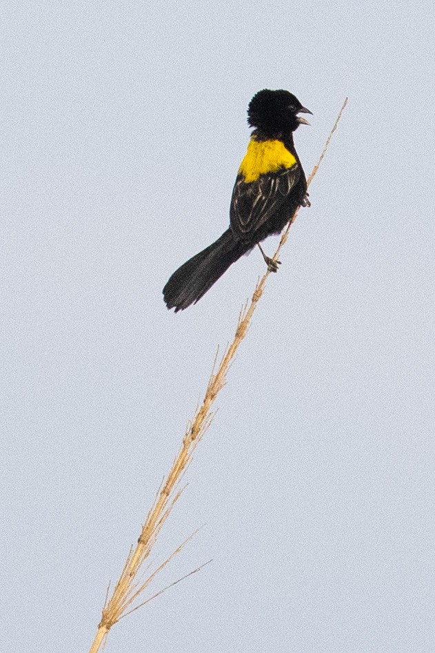 Yellow-mantled Widowbird (Yellow-mantled) - Eric VanderWerf