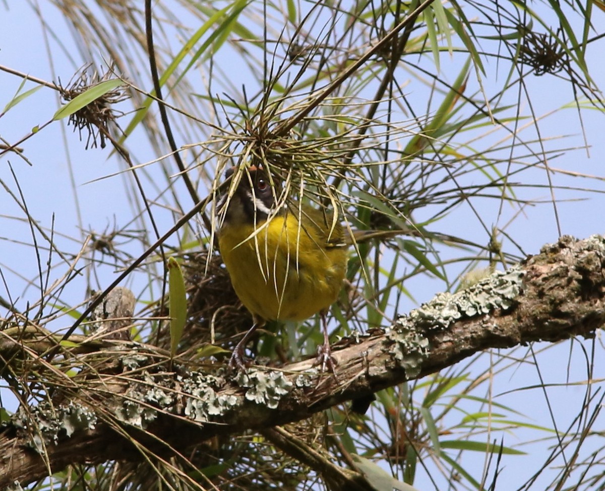 Moustached Brushfinch - ML36304161