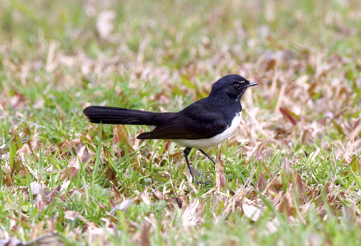 Willie-wagtail - ML363043951