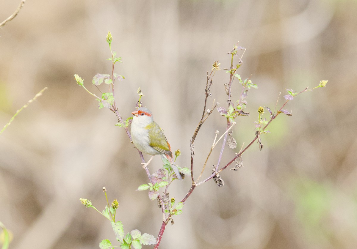 Red-browed Firetail - ML363044041