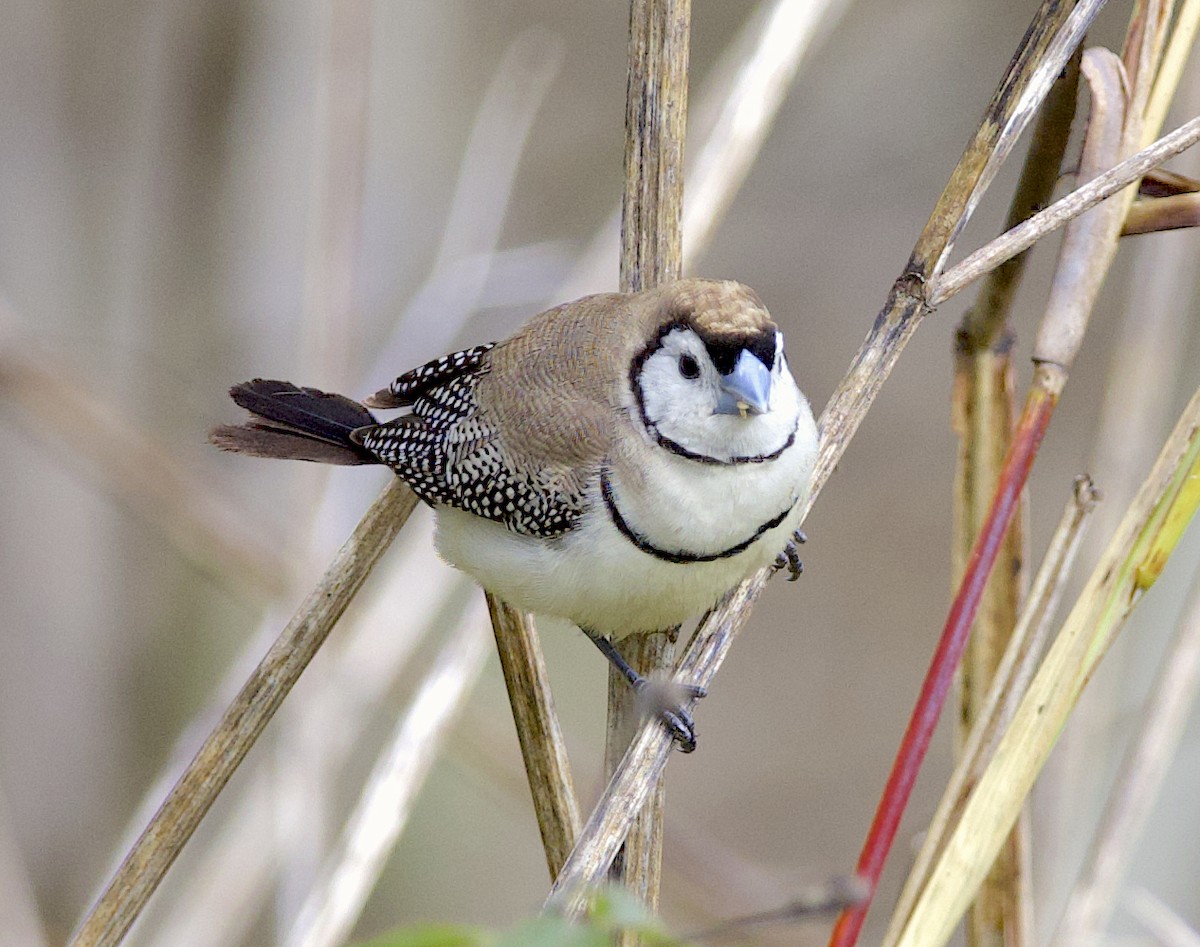 Double-barred Finch - ML363044161