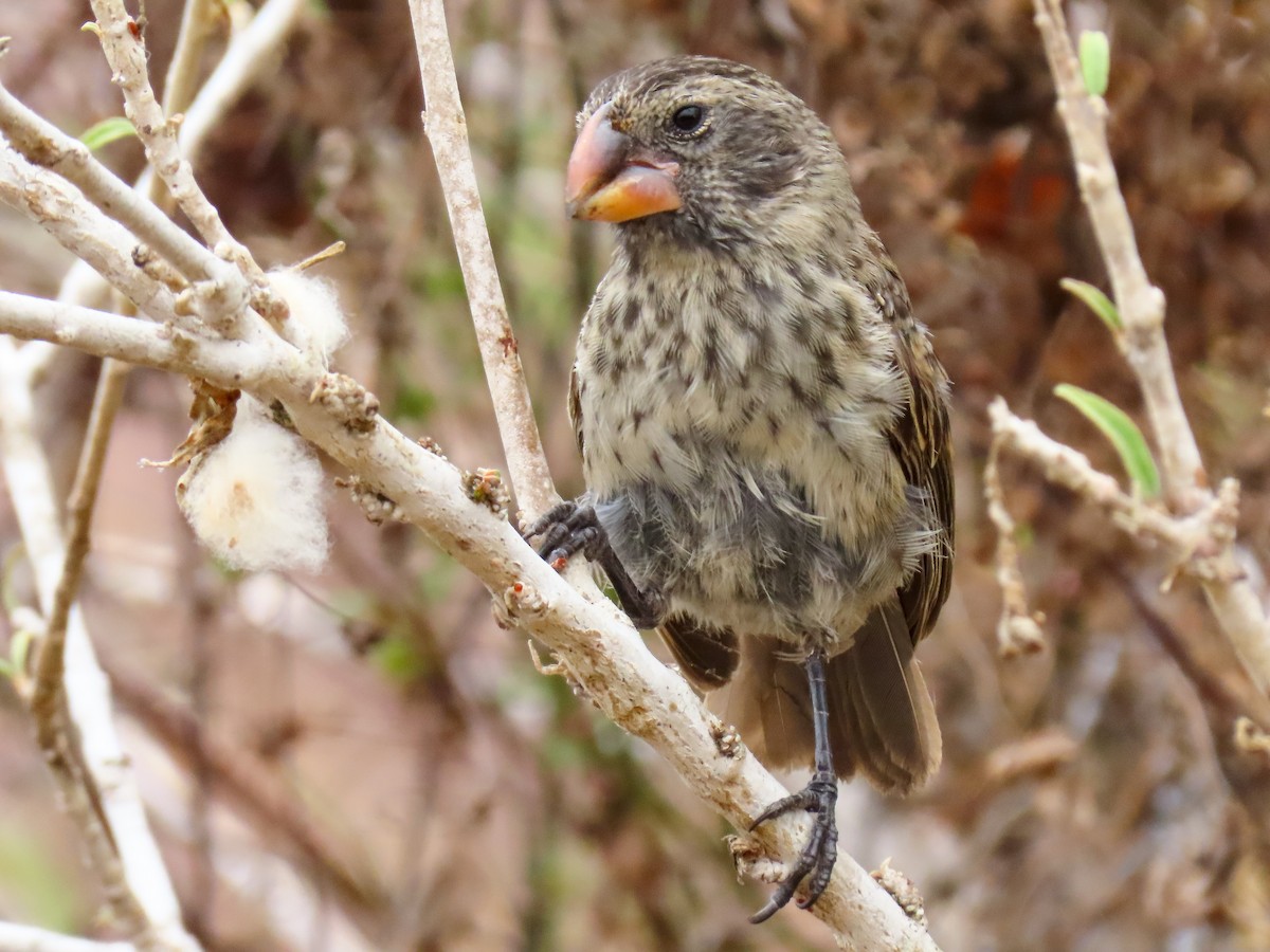 Large Ground-Finch - ML363045751