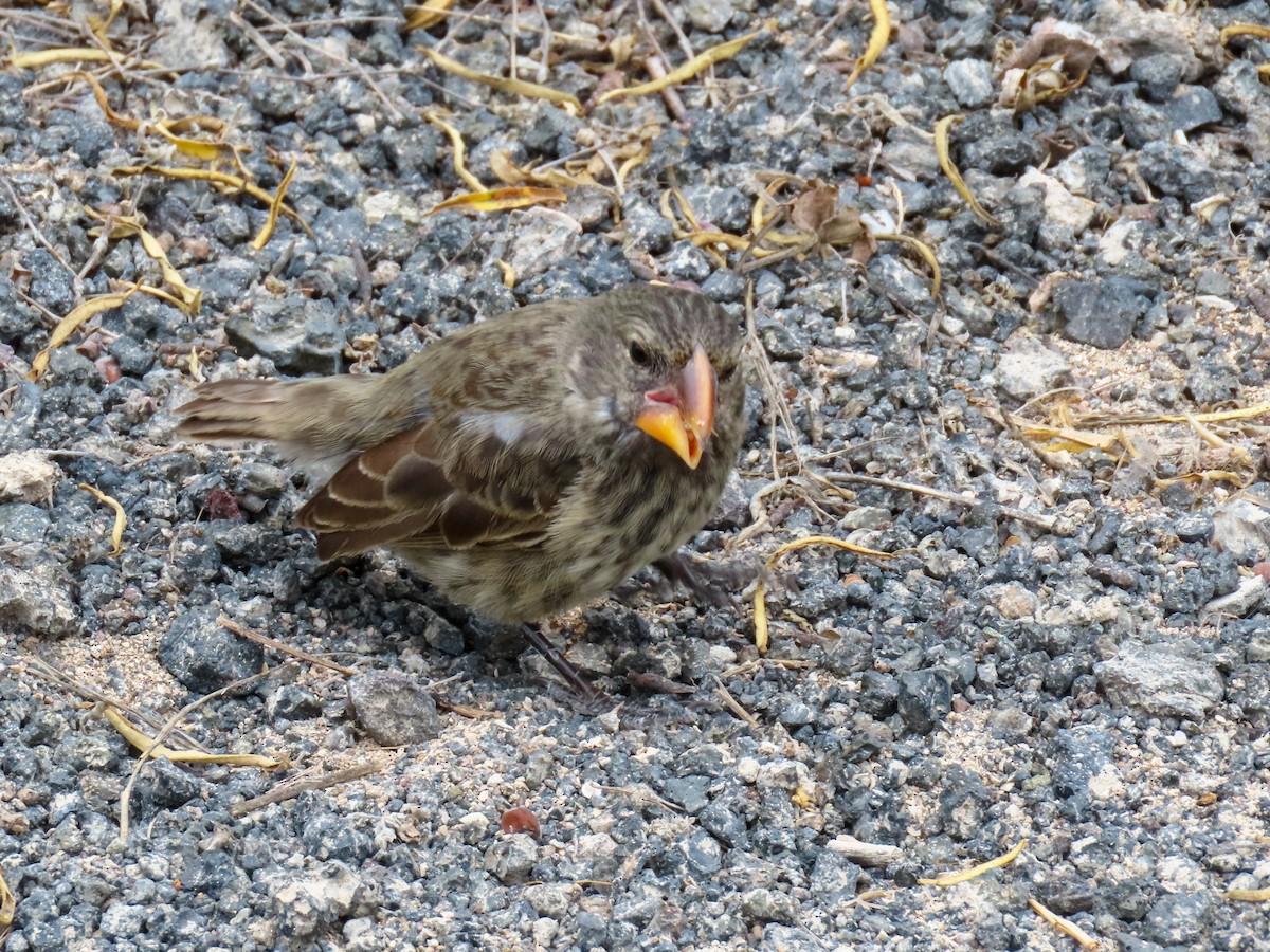 Large Ground-Finch - ML363045761