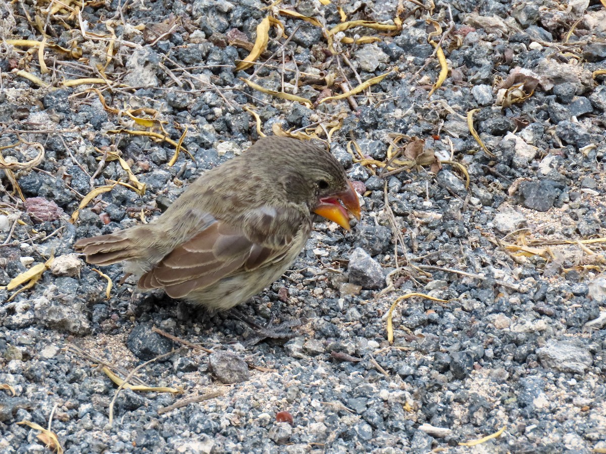 Large Ground-Finch - ML363045771
