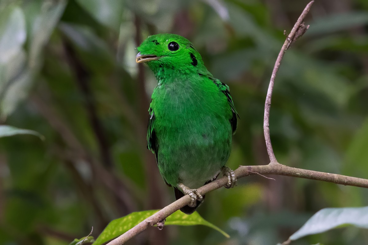 Green Broadbill - ML363045781