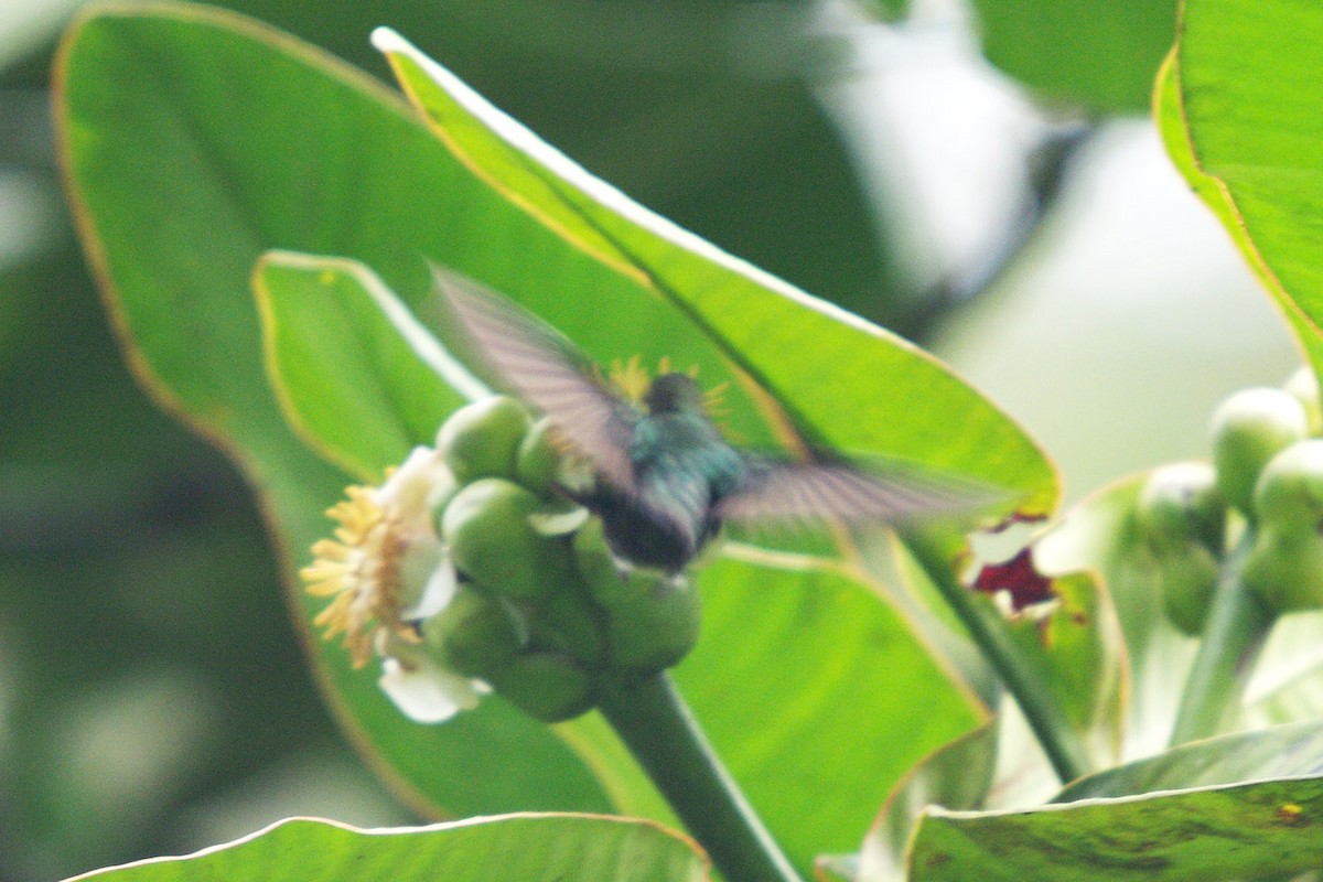 kolibřík zelenkavý - ML363046761