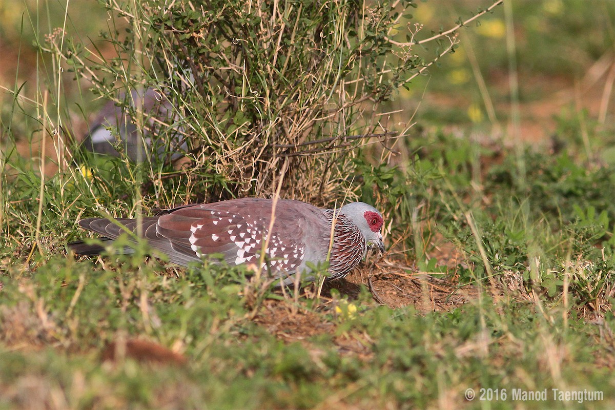 Speckled Pigeon - ML363048071