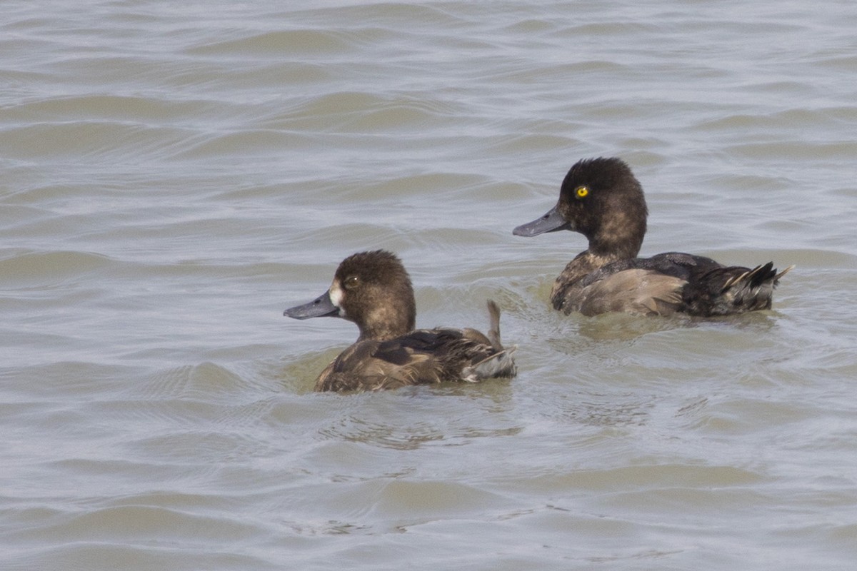 Lesser Scaup - Michael Bowen