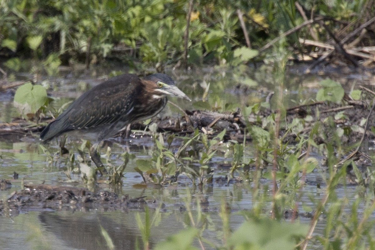 Green Heron - ML363050021