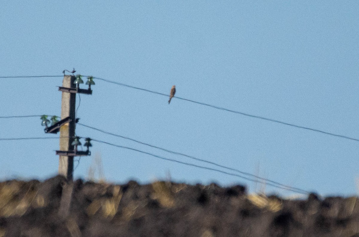 Eurasian Kestrel - ML363050571