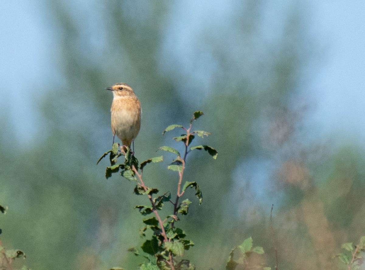 Whinchat - ML363050771
