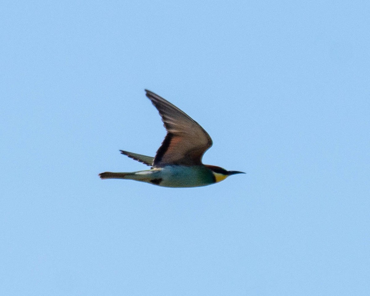 European Bee-eater - ML363050791