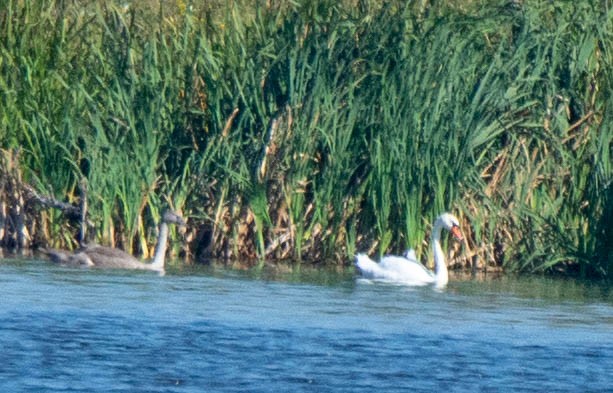 Cygne tuberculé - ML363050801