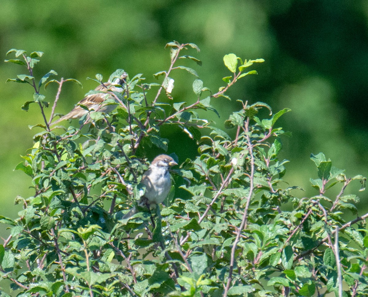 Eurasian Tree Sparrow - ML363050821