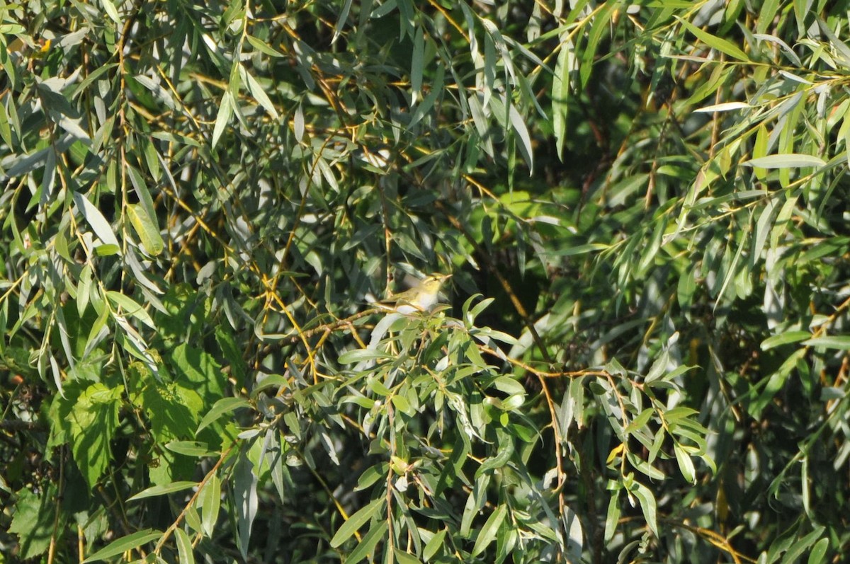 Mosquitero Silbador - ML363051431