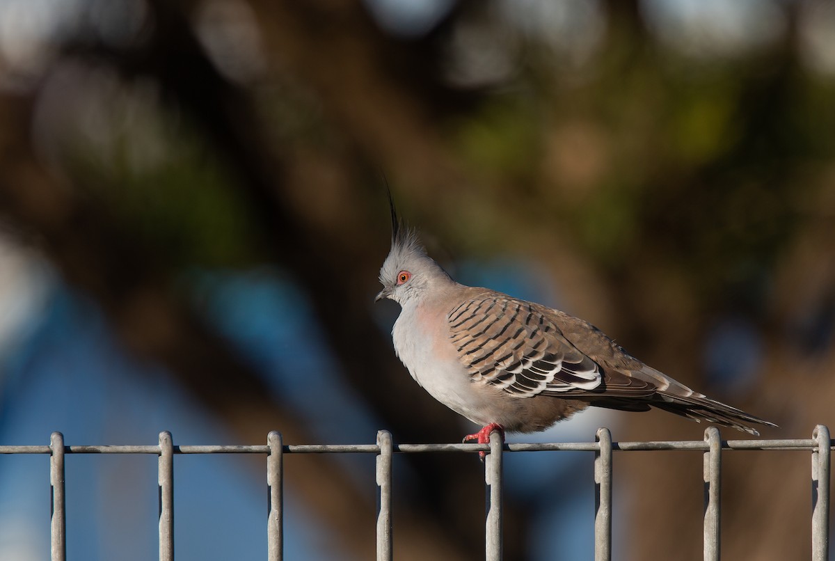 Crested Pigeon - Geoff Dennis