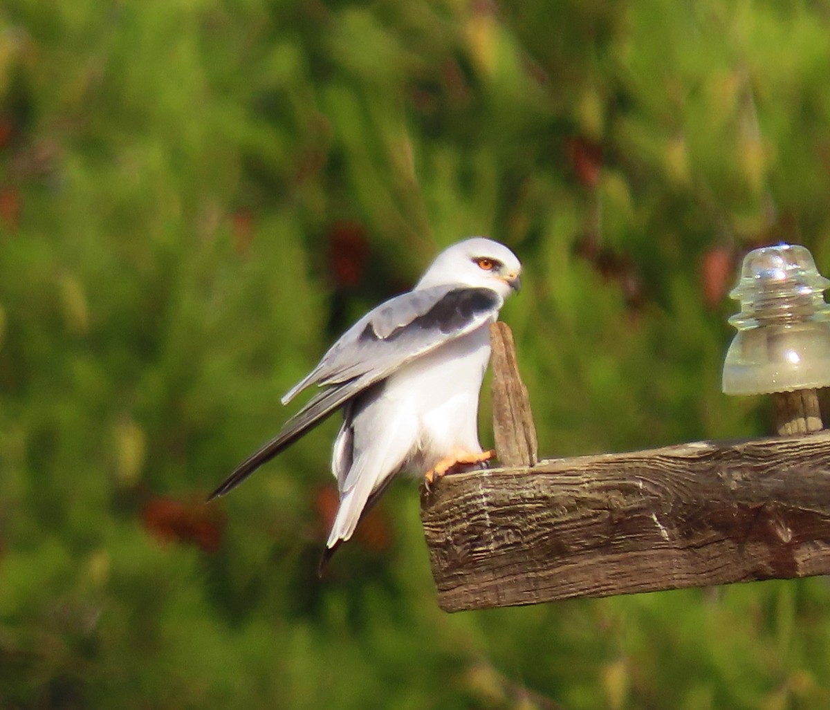 Black-winged Kite - Marta Ibáñez