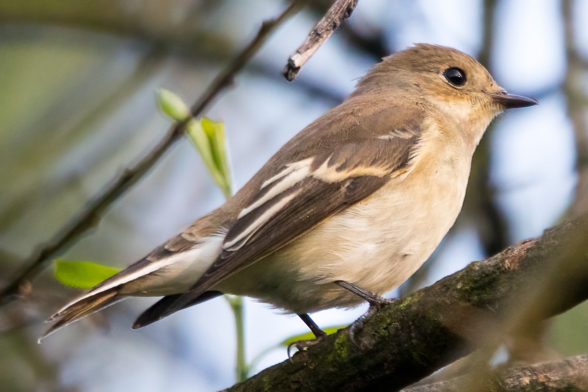 European Pied Flycatcher - ML363053211