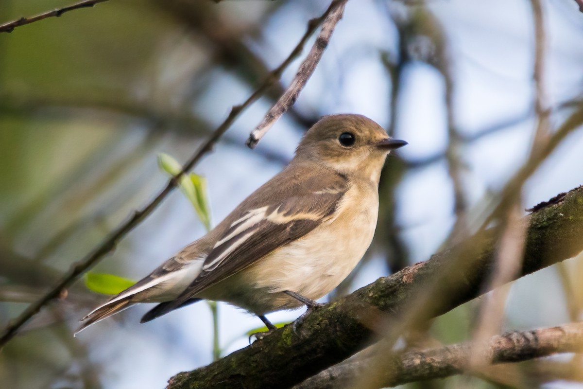 European Pied Flycatcher - ML363053241