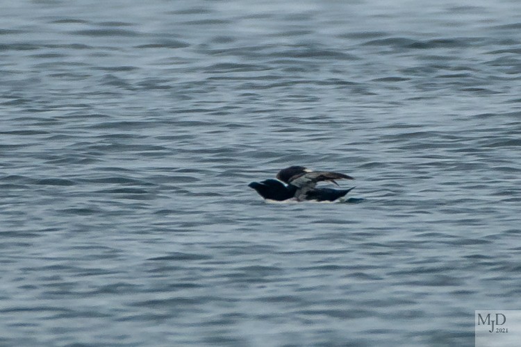 Razorbill - ML363054041