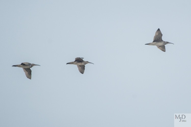 Hudsonian Whimbrel - ML363054051